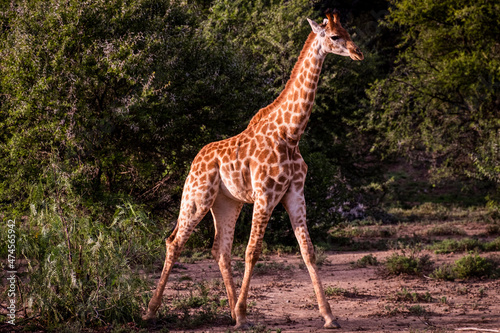 Giraffe s in South Africa