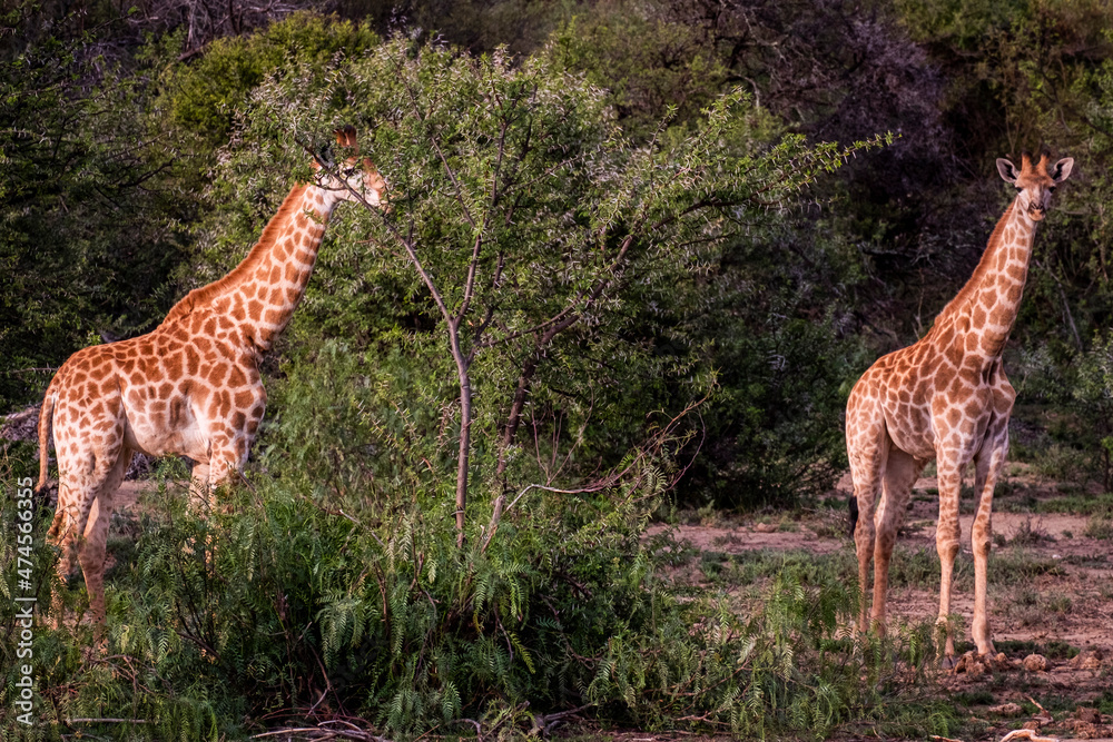 Obraz premium Giraffe's in South Africa