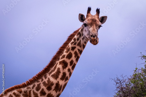 Giraffe's in South Africa © Ashley Kaye