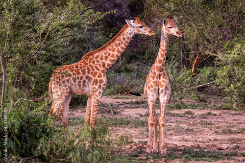 Giraffe's in South Africa photo