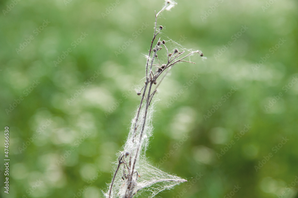 dead dry plant in a cobweb on a background of greenery