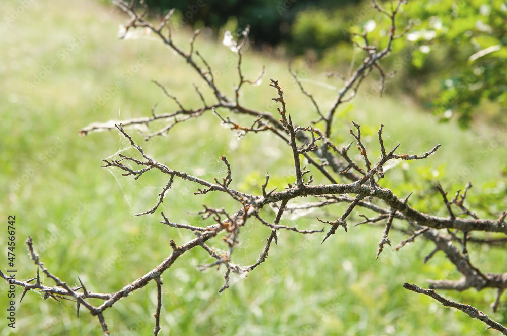 dry tree branches intertwined on a green background dry tree branches intertwined on a green background