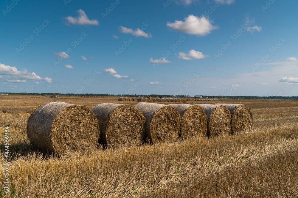 Russia. Gatchinsky district of the Leningrad region. August 28, 2021. Hay collected in rolls in the fields.