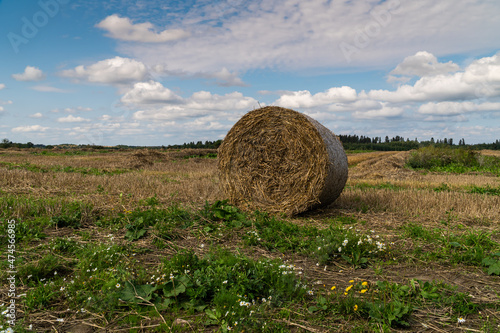 Russia. Gatchinsky district of the Leningrad region. August 28, 2021. Hay collected in rolls in the fields. photo