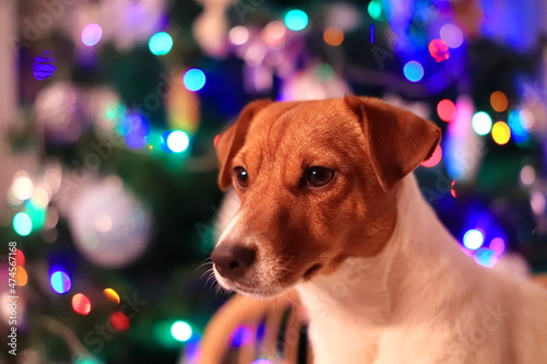 Pies ta tle choinki. Jack Russell Terrier. (JRT). Dog ta Christmas tree background photo