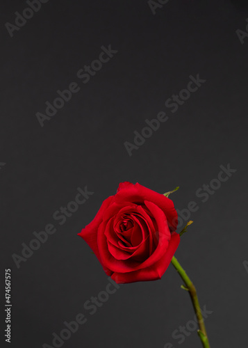 red rose on a black background