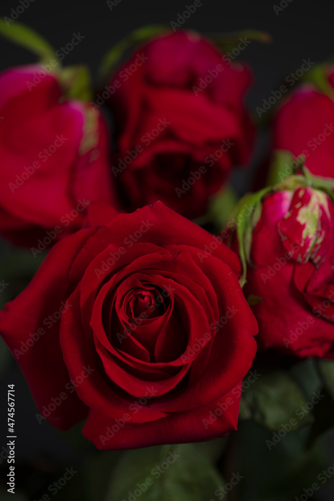 red roses on a black background with blur