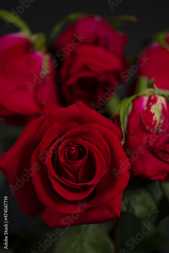 red roses on a black background with blur