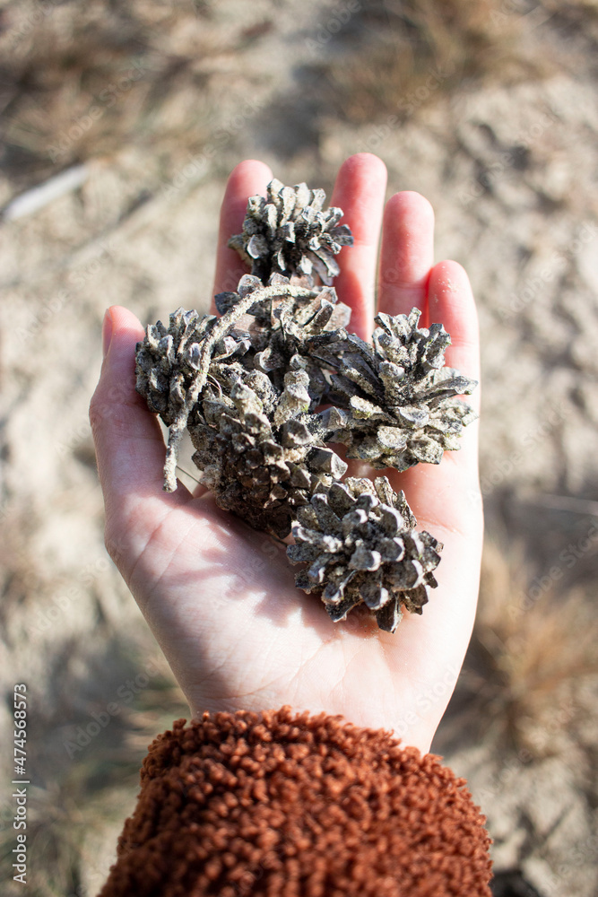 A hand holding pinecones A hand holding pinecones