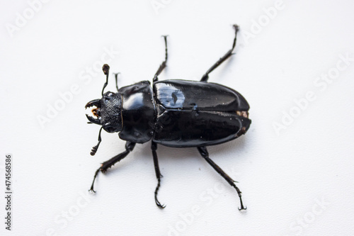 hornless female stag beetle. Lucanus cervus, the European stag beetle, is one of the best-known species of stag beetle family Lucanidae in Western Europe. Red List. © wolfness72