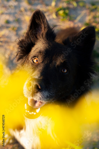 Portrait of black shepperd