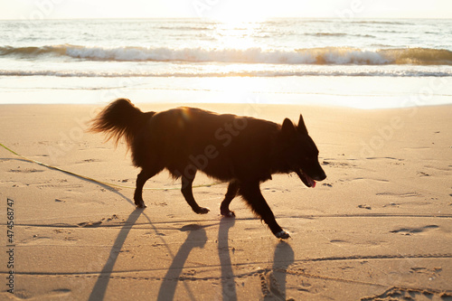 Black dog on beach
