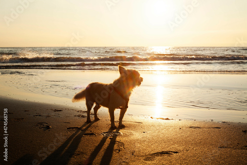 Small dog on the beach
