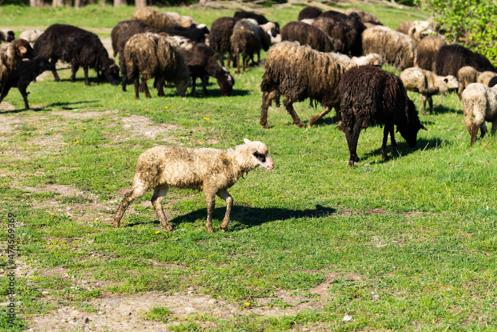 Dirty sheep graze in a pasture in the Carpathian mountains