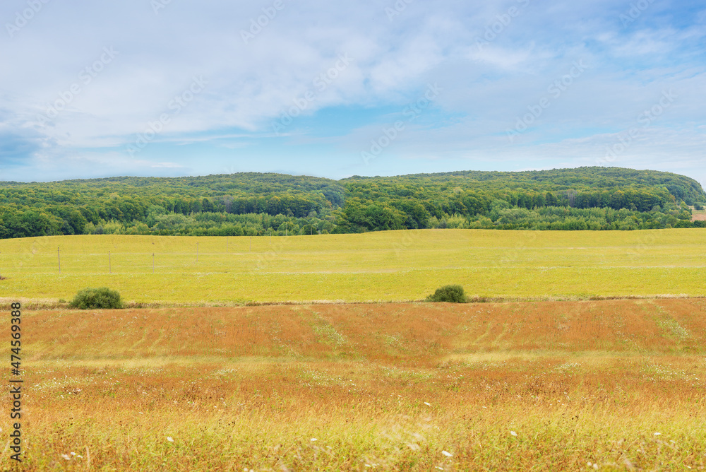Agricultural field and forest in the background
