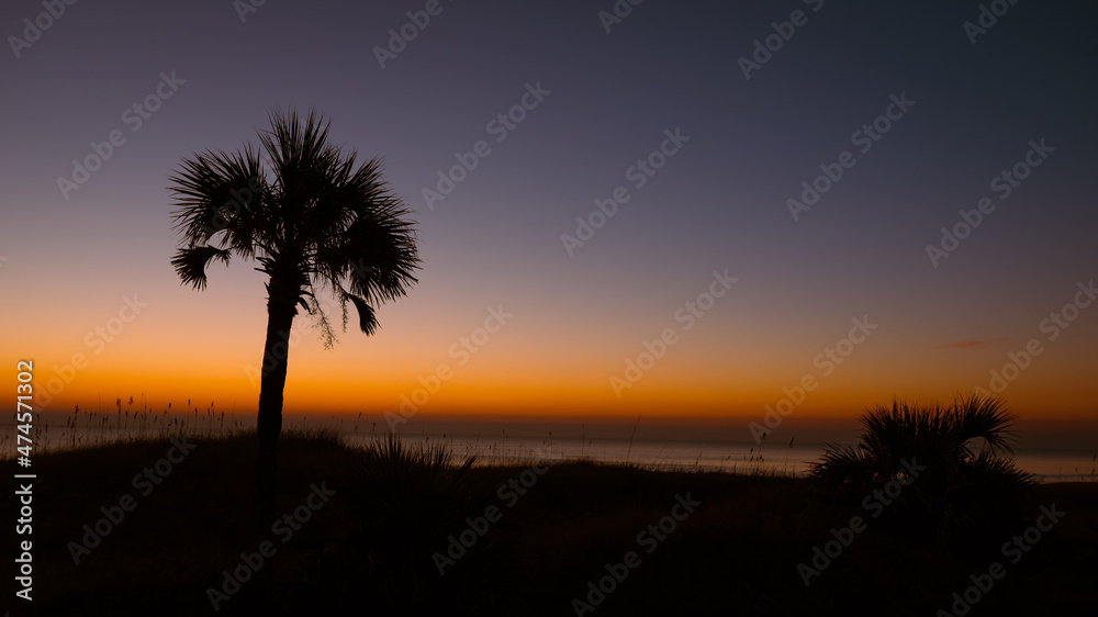 Backlit dune with palms