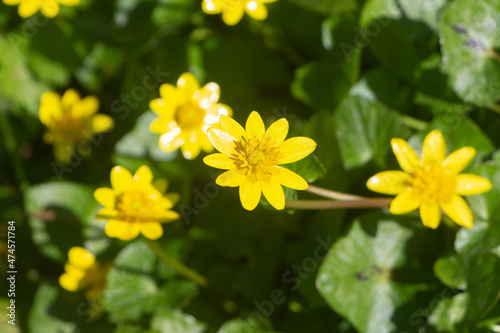 Yellow flowers of pilewort in a garden
