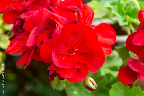 Fototapeta Naklejka Na Ścianę i Meble -  Red geranium flowers in a garden