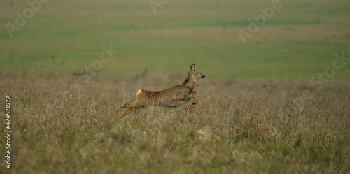 Wild Roe Deer (Capreolus capreolus) flee the camera, action shot 