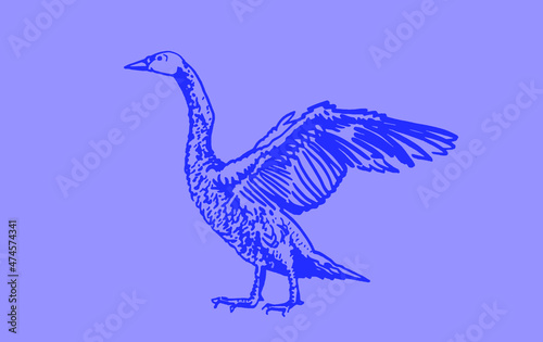 Vector hand-drawn swan ,color illustration of pantone tone,trend2022