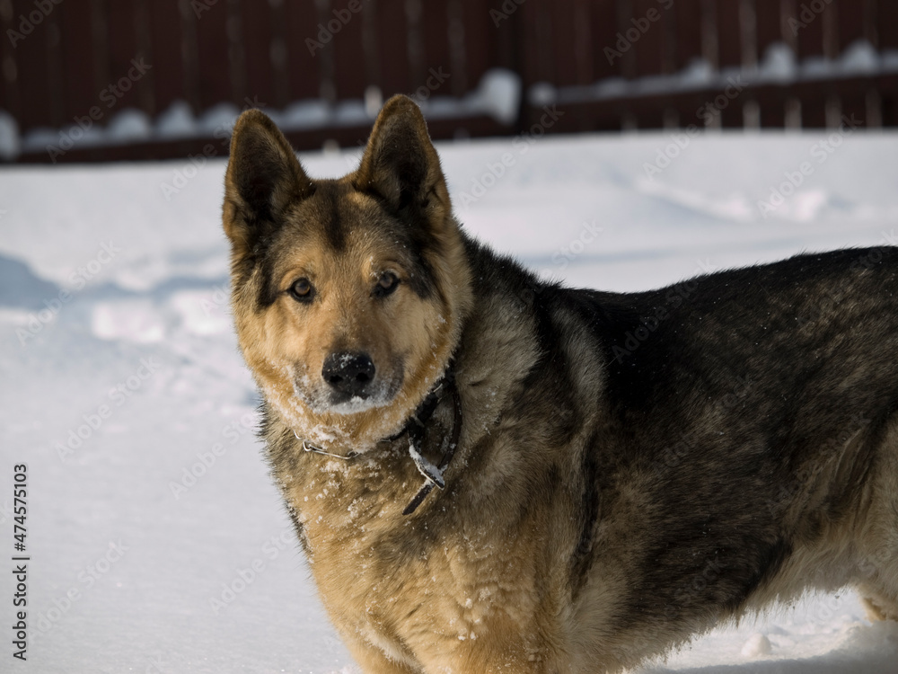 German Shepherd Dog - always faithful and devoted German Shepherd Dog - always faithful and devoted