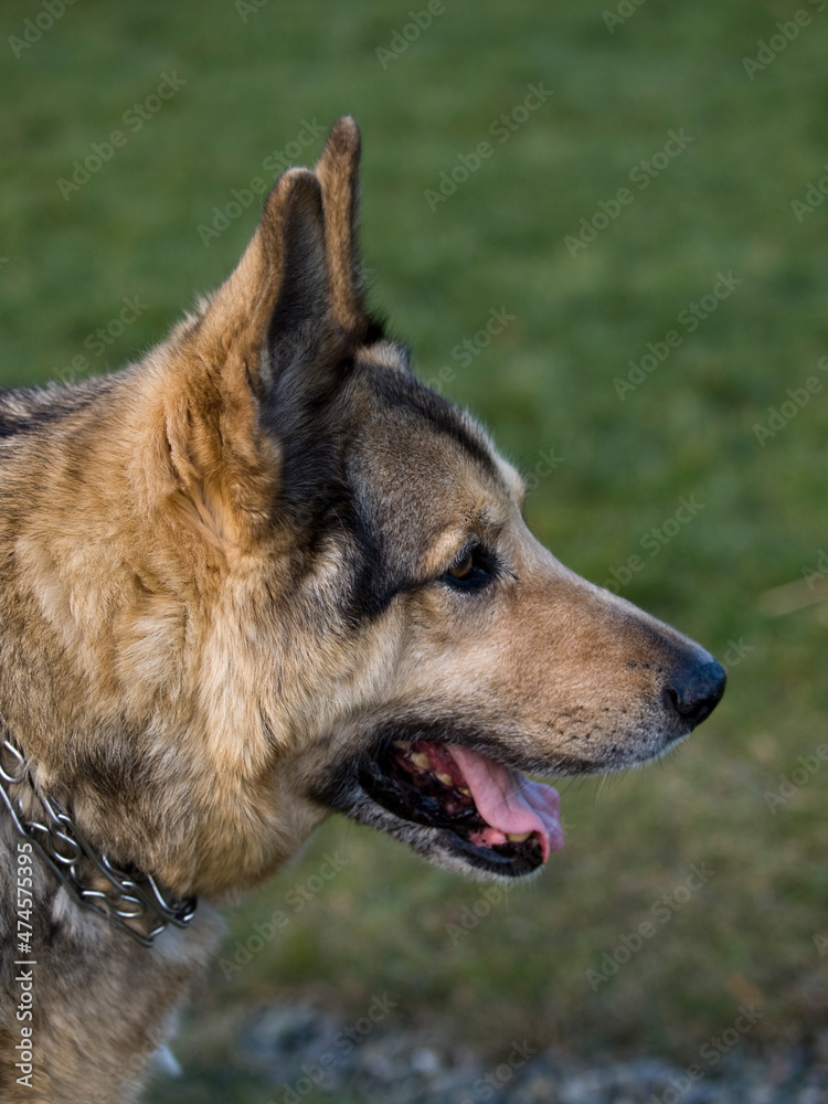 Fototapeta premium German Shepherd Dog - always faithful and devoted
