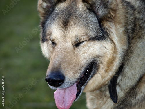 German Shepherd Dog - always faithful and devoted