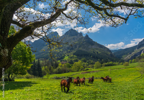 Conjunto de caballos en libertad galopando en el valle de Mendiola en primavera. Pais Vasco. 