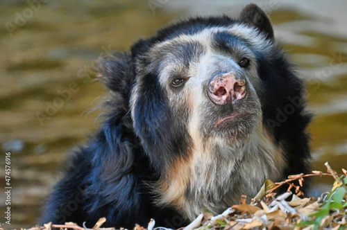 Spectacled (Andean) Bear Posing from His Bath photo