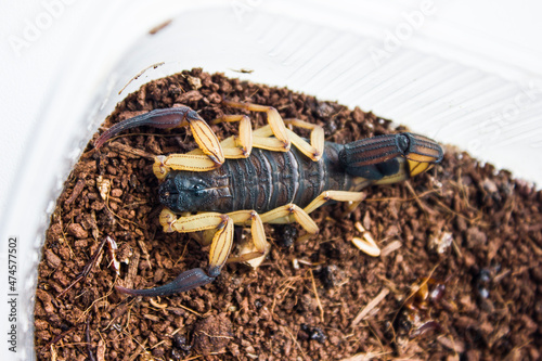 Centruroides bicolor is a species of bark scorpion from Central America. Its specific name bicolor is from the Latin meaning two colored and refers to the markings of this species. photo