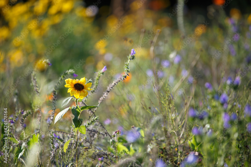 Sommer Sonne Sonnenblume Bienenwiese