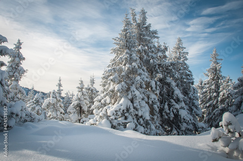 Snow-covered trees in the winter forest against the blue sky. Frosty weather. Sunny day. Christmas background. Discover the beauty of nature. © lesia