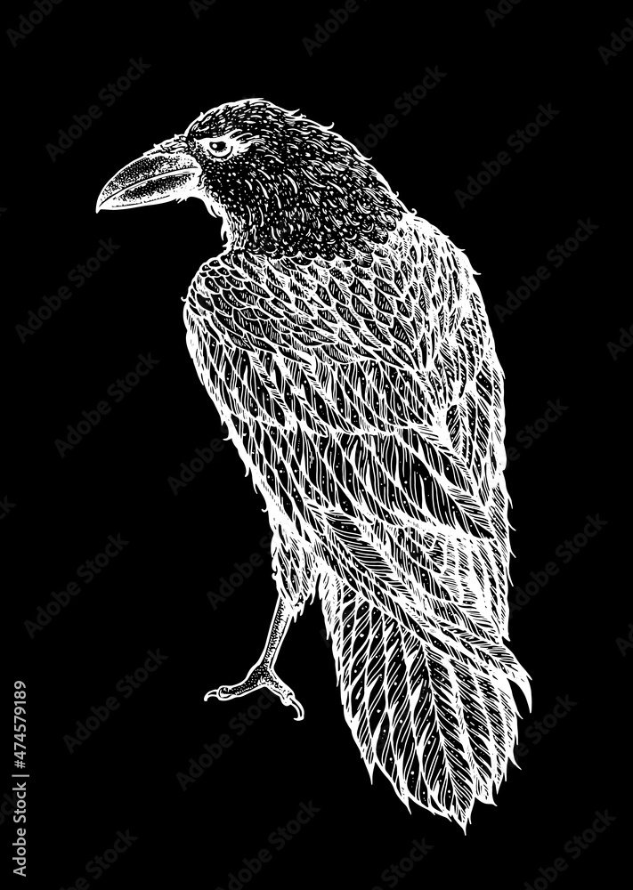 Fototapeta premium Raven sketch. Hand drawn vector illustration. Raven print. Bird sketch.