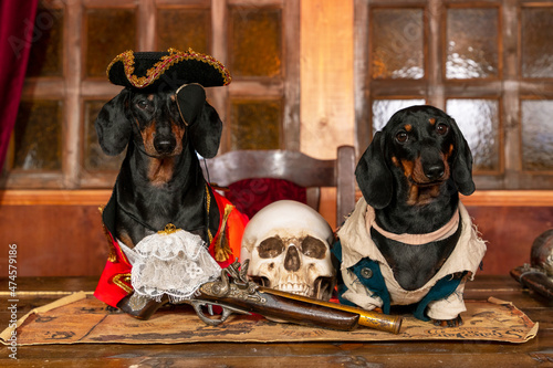 Two funny dachshund dogs in costumes of privateers or royal guards with hats are sitting at table in cabin of pirate ship, on which lie rapier, blunderbuss and creepy human skull. photo