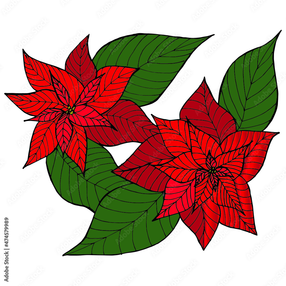 Merry Christmas universal template. Greeting Card and invitation decorated with poinsettia. Vector illustration. 