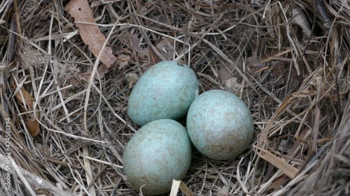 Guide of birds' nests. Nest of Blackbird (Turdus merula) in mudy roots of uprooted tree. Mixed forests of Northern Europe photo