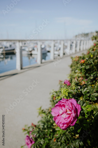 flowers at the marina photo