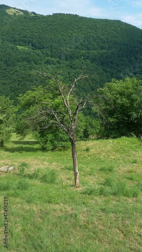trees in the mountains