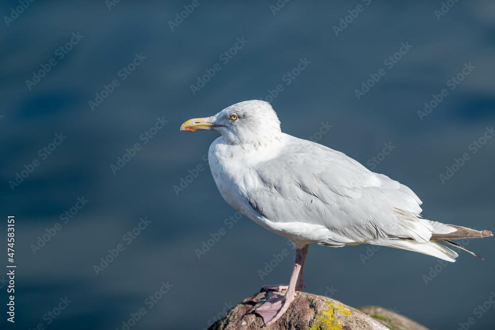 A large adult common European herring gull standing on a beach rock with yellow lichen. The bird has ablue ocean in the background. The wild seabird has a pale grey back, yellow eyes and pinkish legs. A large adult common European herring gull standing on a beach rock with yellow lichen. The bird has ablue ocean in the background. The wild seabird has a pale grey back, yellow eyes and pinkish legs.