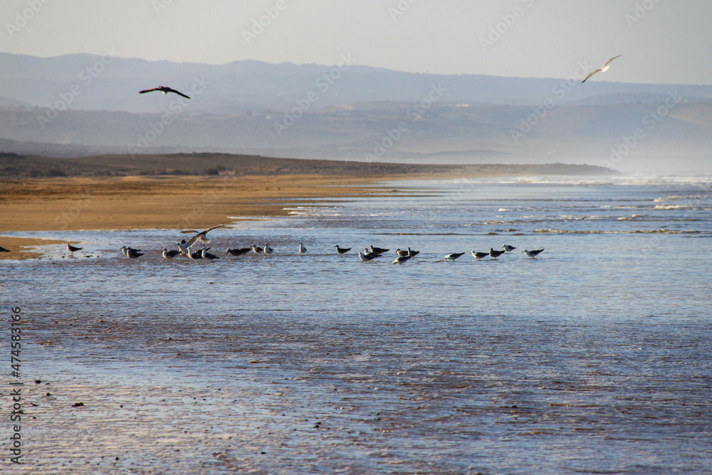 flock of seagulls