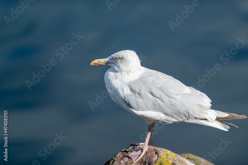 A large adult common European herring gull standing on a beach rock with yellow lichen. The bird has ablue ocean in the background. The wild seabird has a pale grey back, yellow eyes and pinkish legs.