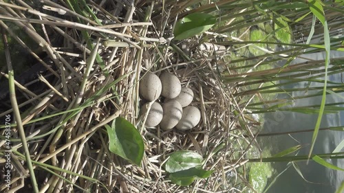 Bird's Nest Guide. Nidology. European coot (Fulica atra) nest on a eutrophied lake with an abundance of common reed (Phragmites australis). Vertical filming photo