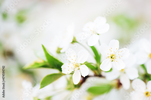 Cherry spring flowers © Roxana