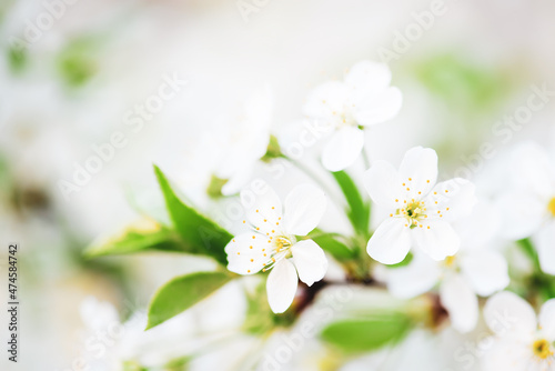 Cherry spring flowers