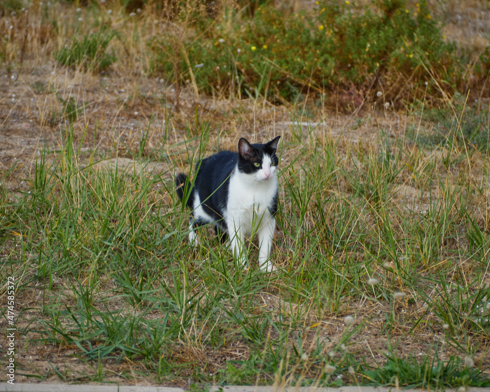 Adorable and Cute black and white cat walking through grass outside