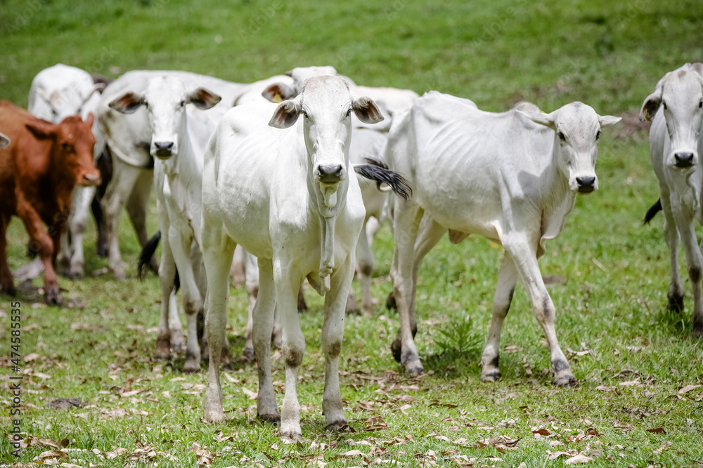 Mountainside beef cow with nature background.
Mountainside beef cow with nature background.