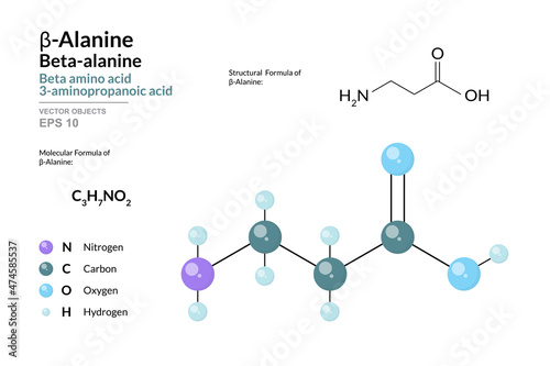 β-Alanine or Beta Alanine. Beta Amino Acid. Structural Chemical Formula and Molecule 3d Model. C3H7NO2. Atoms with Color Coding. Vector Illustration
