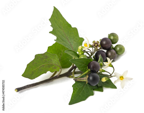 Black nightshade  (Solanum nigrum) photo
