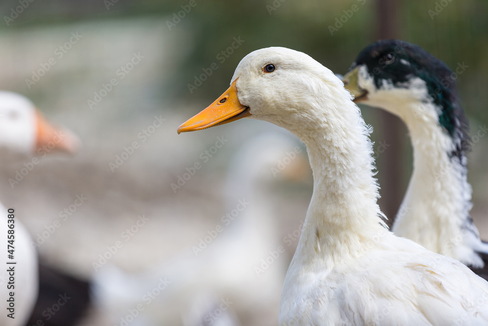 Fototapeta premium White goose on the farm. Close up.
