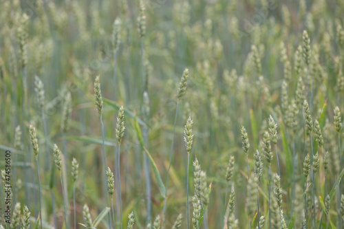 Green ears of wheat in the field. Cereal plants.